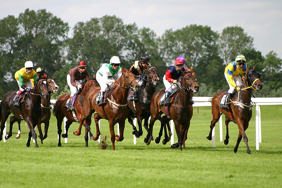 Grand Macho, le cheval de la semaine